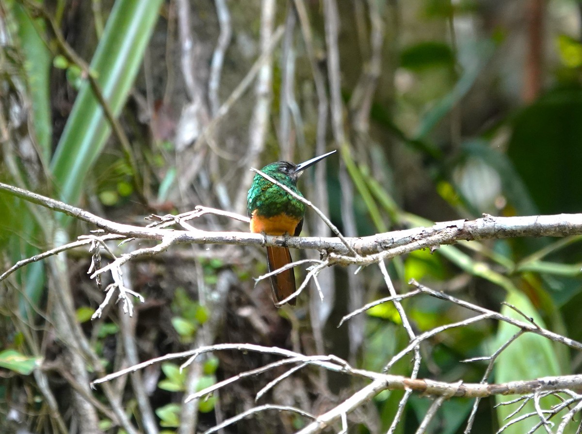 Jacamar à menton blanc - ML612007668