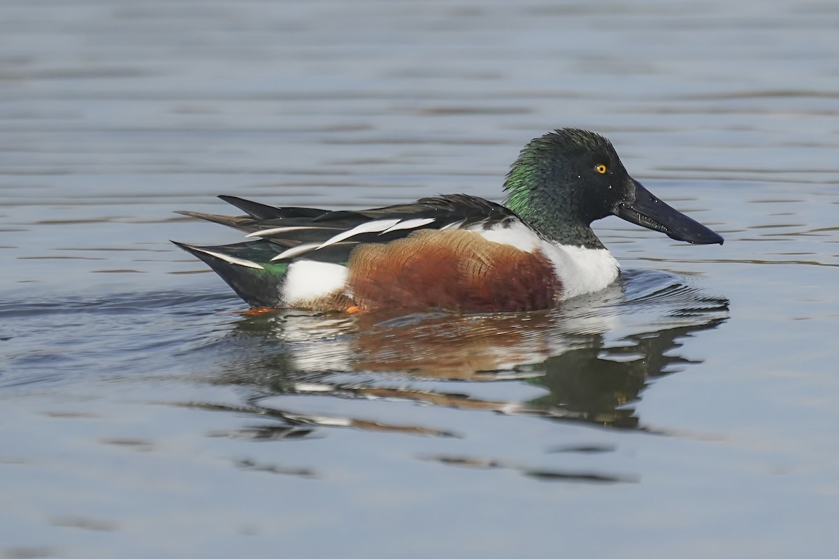 Northern Shoveler - ML612007713