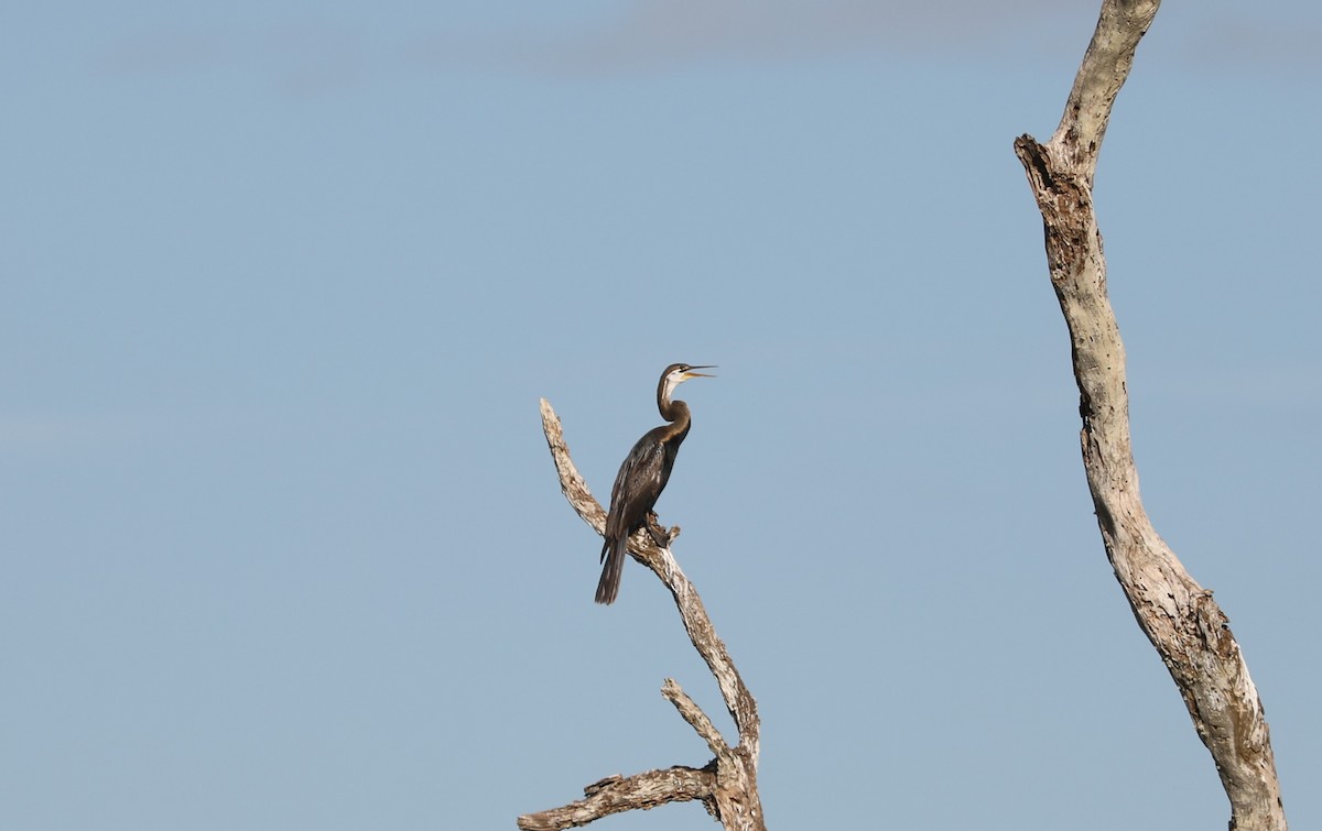 Orient-Schlangenhalsvogel - ML612007727