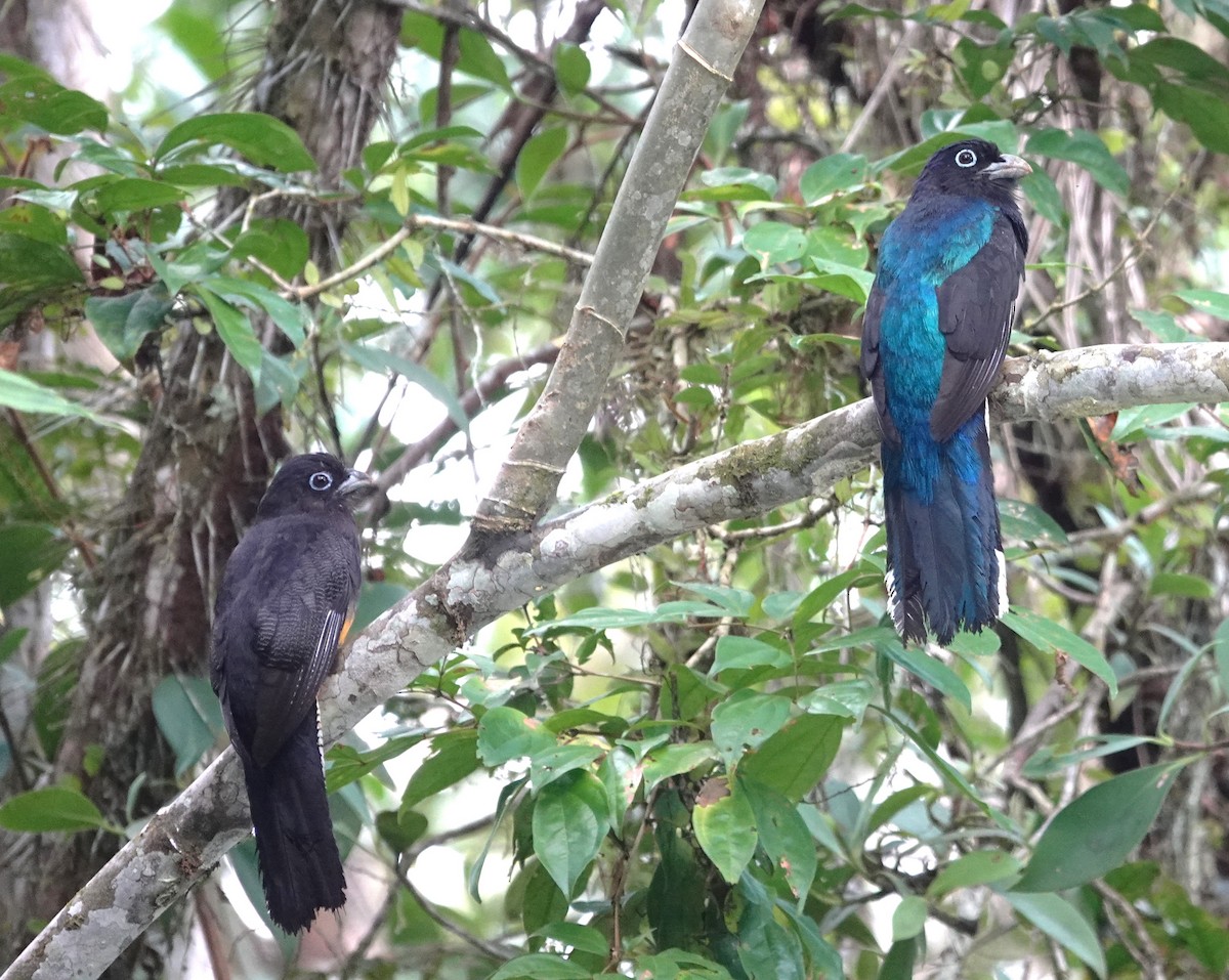 Green-backed Trogon - ML612007762