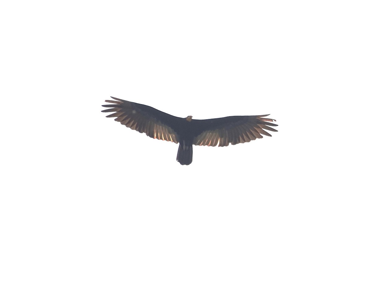 Greater Yellow-headed Vulture - ML612007926