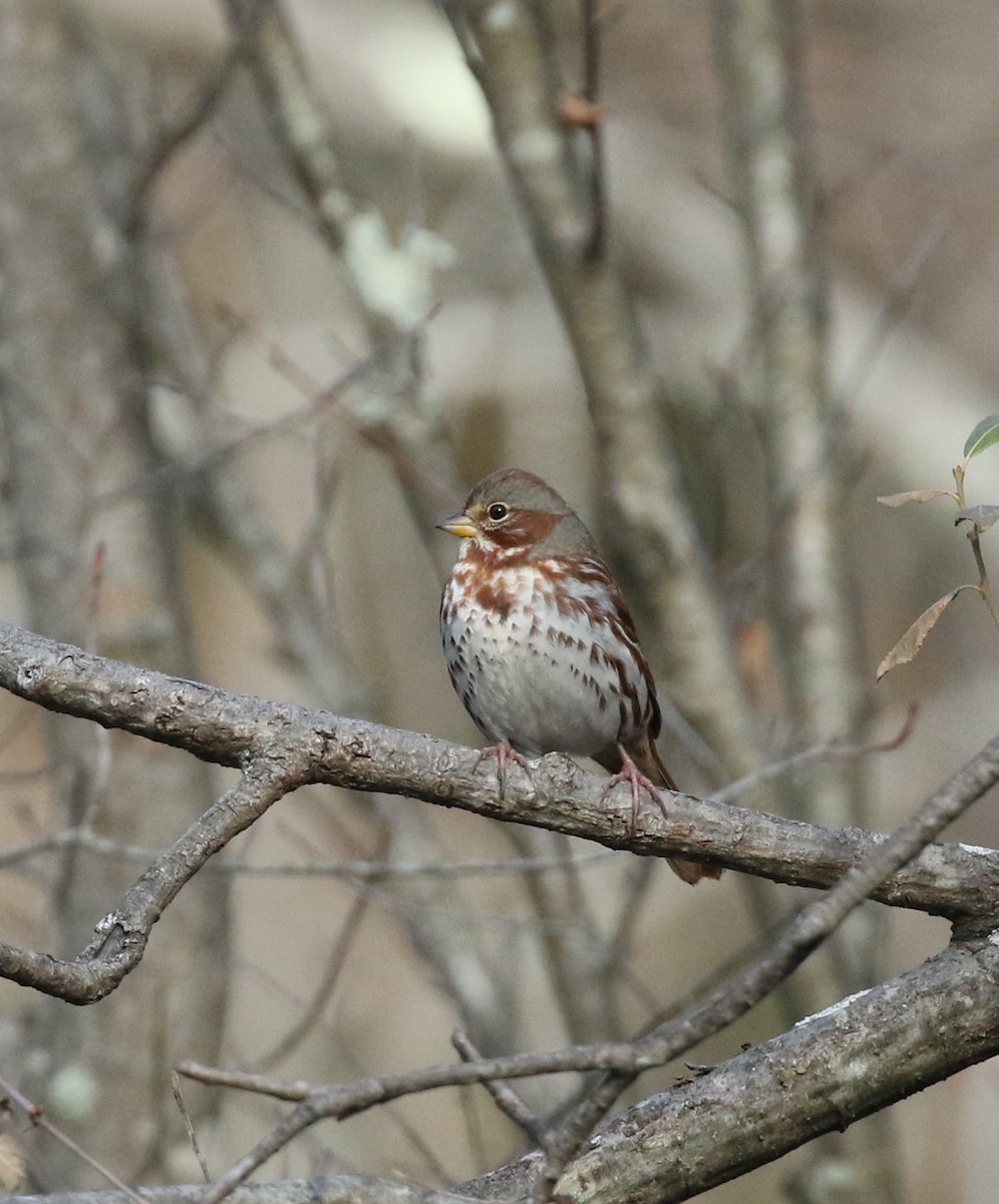 Fox Sparrow - ML612007933