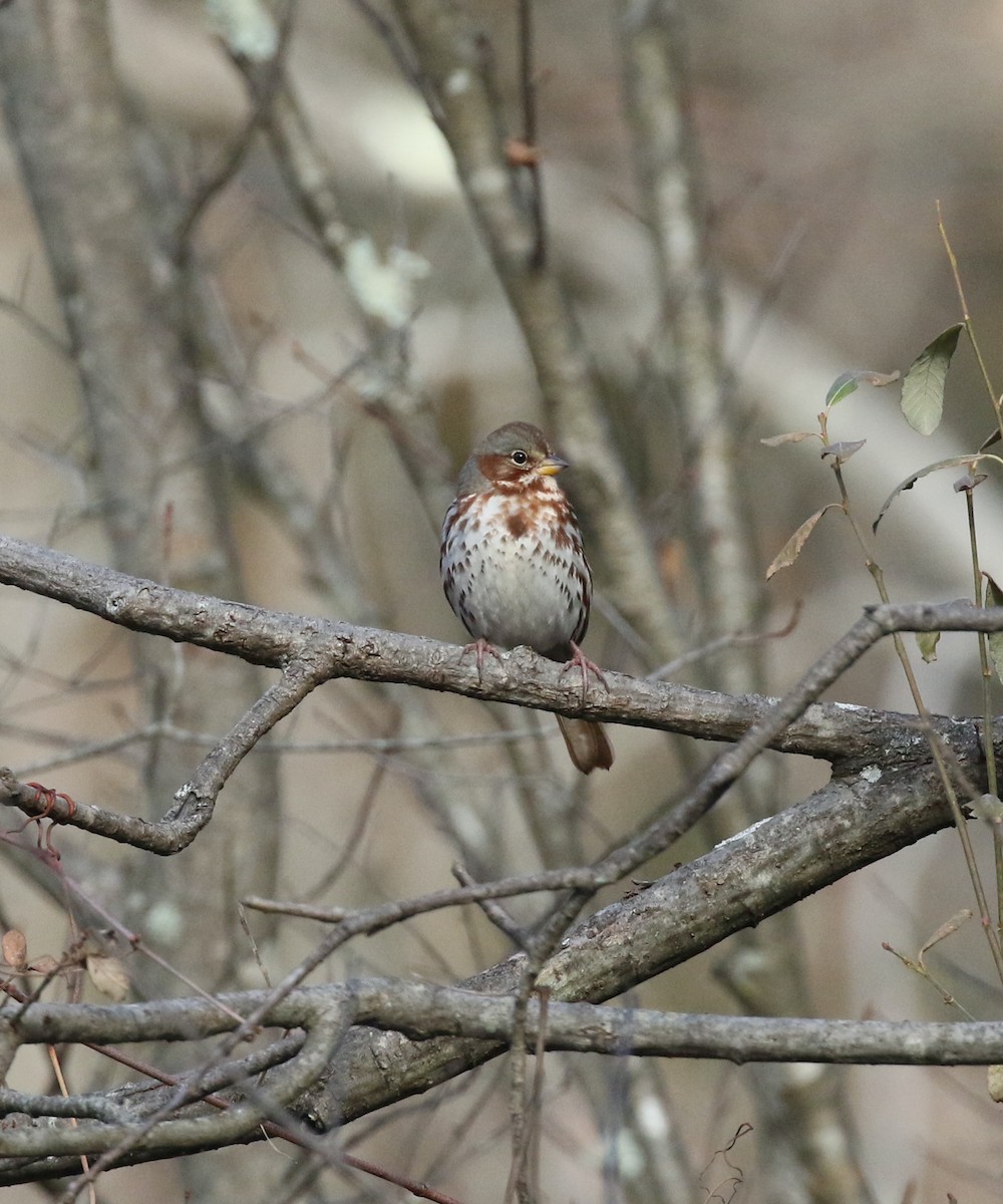 Fox Sparrow - ML612007967