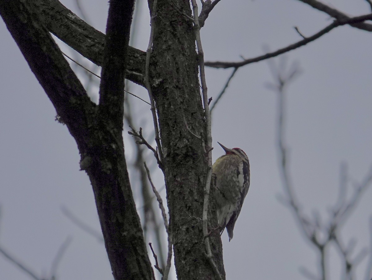 Yellow-bellied Sapsucker - ML612007968