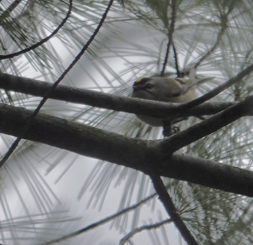 Golden-crowned Kinglet - Julie Smith