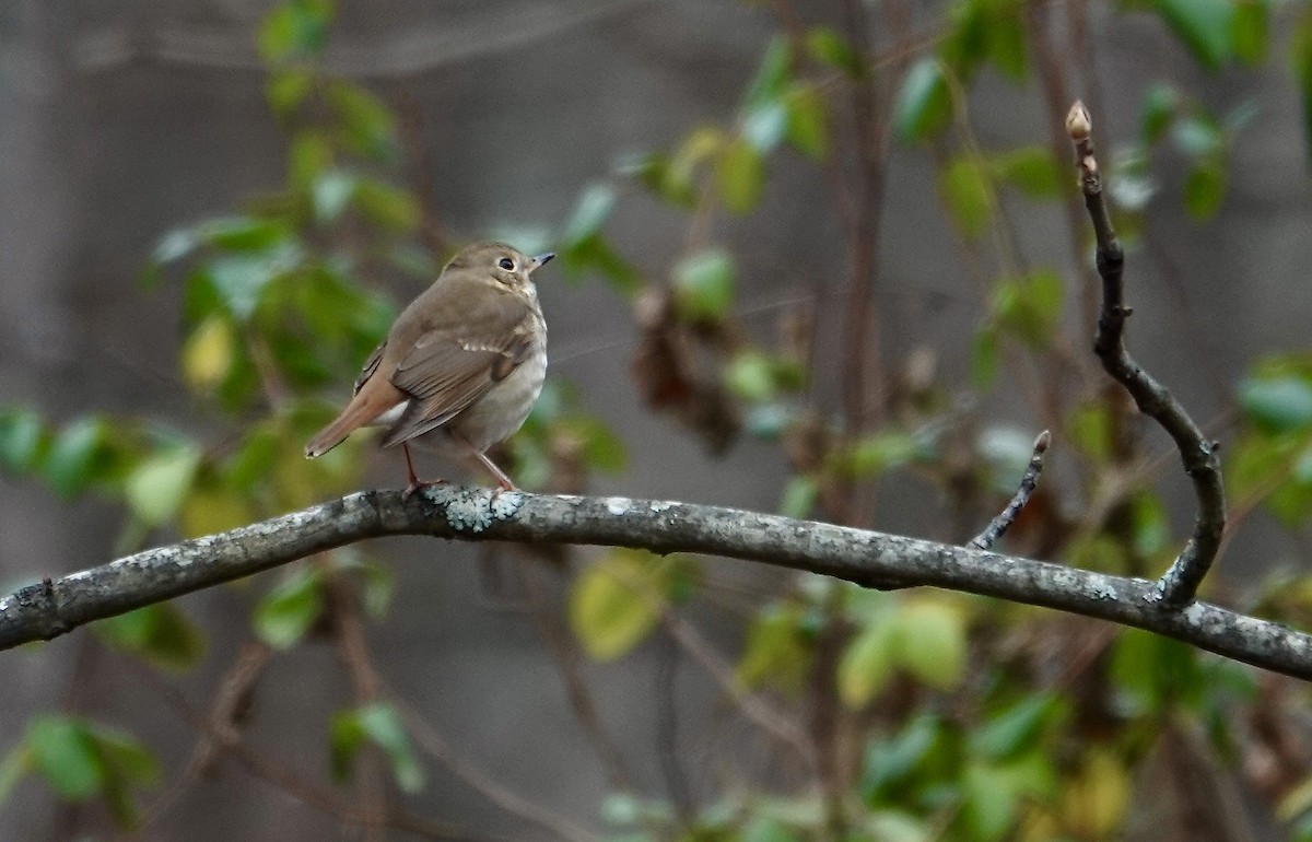 Hermit Thrush - ML612008028