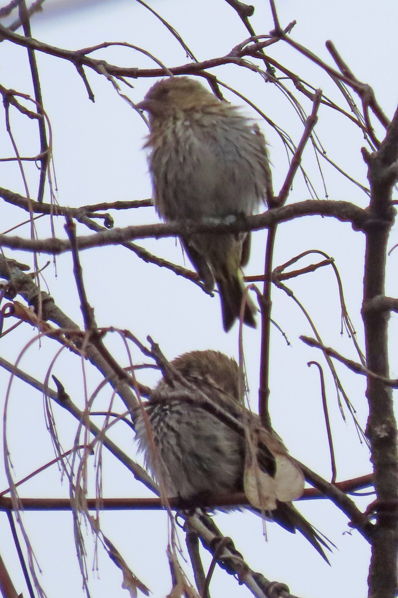 Pine Siskin - ML612008056