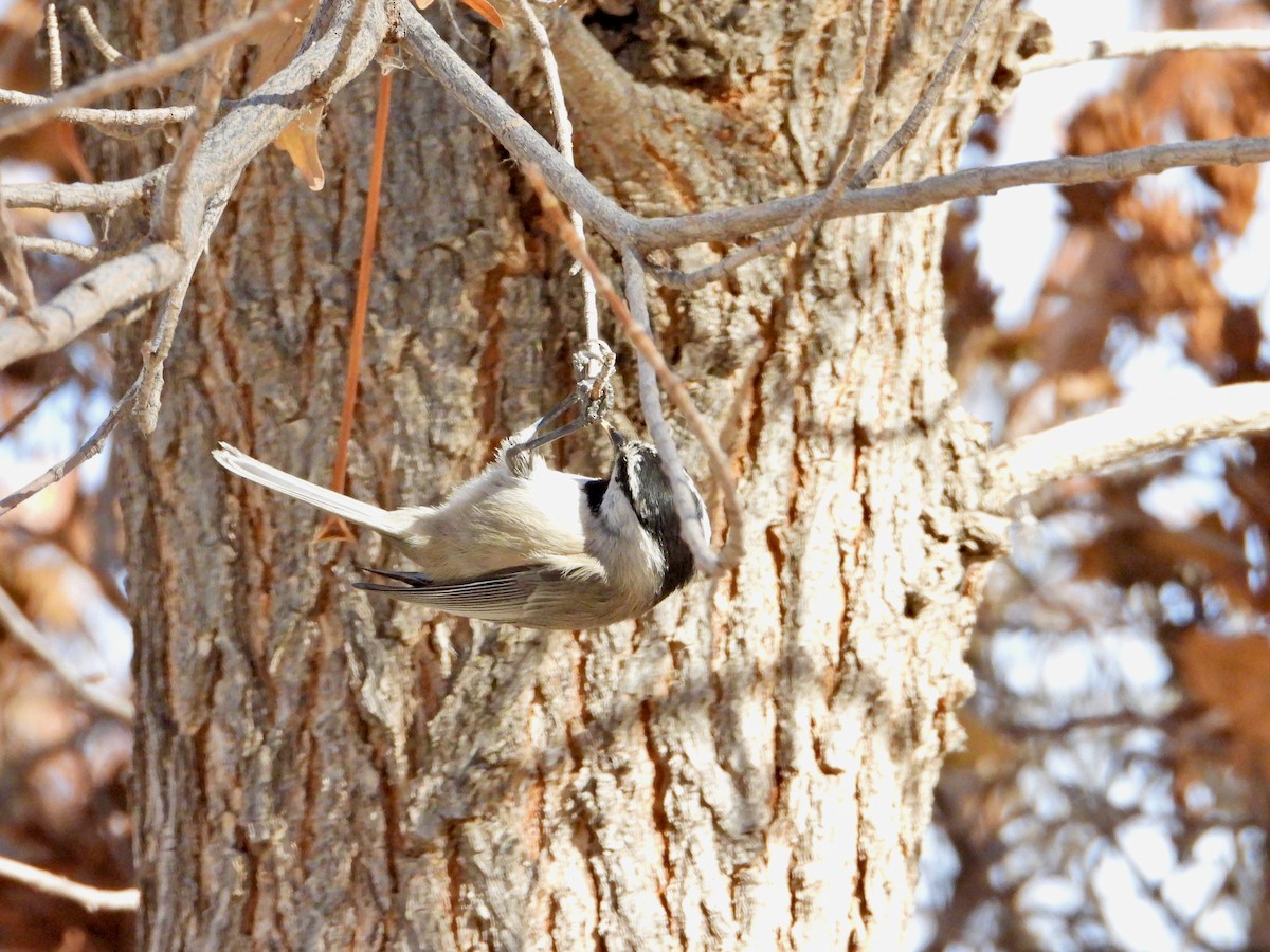 Mountain Chickadee - Julie Schneider