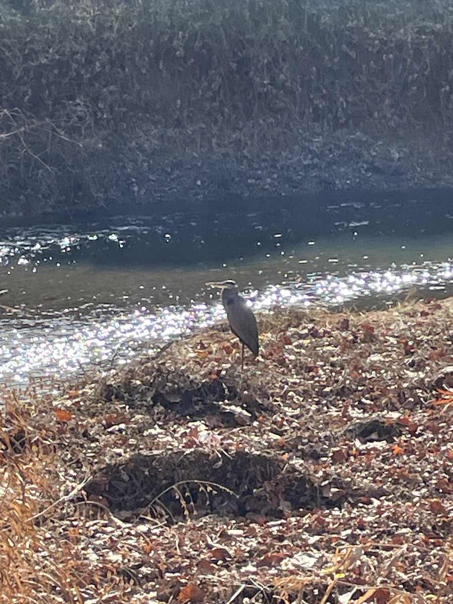 Great Blue Heron - ML612008223