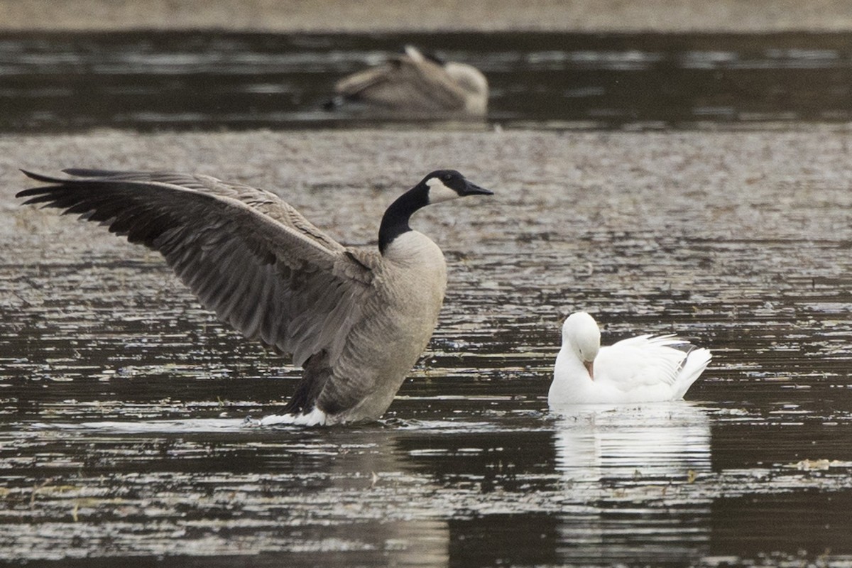 Canada Goose - ML612008406