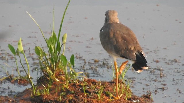 Vanneau à tête grise - ML612008490