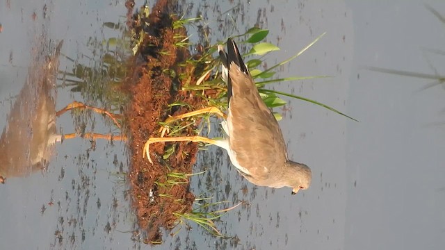 Gray-headed Lapwing - ML612008507