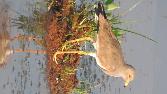 Gray-headed Lapwing - ML612008509