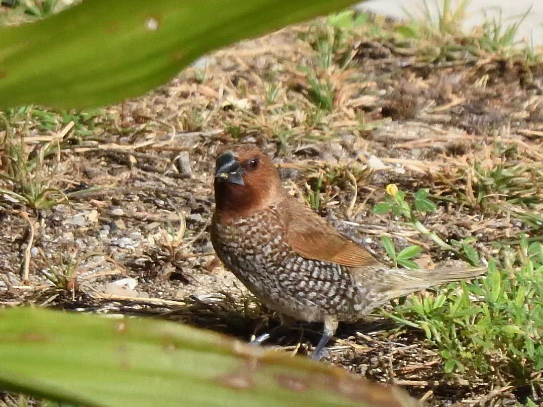 Scaly-breasted Munia - Steven Albert