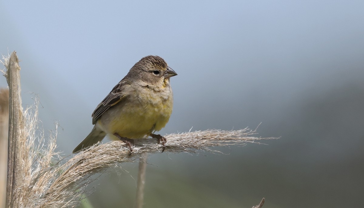 Grassland Yellow-Finch (Grassland) - ML612008580