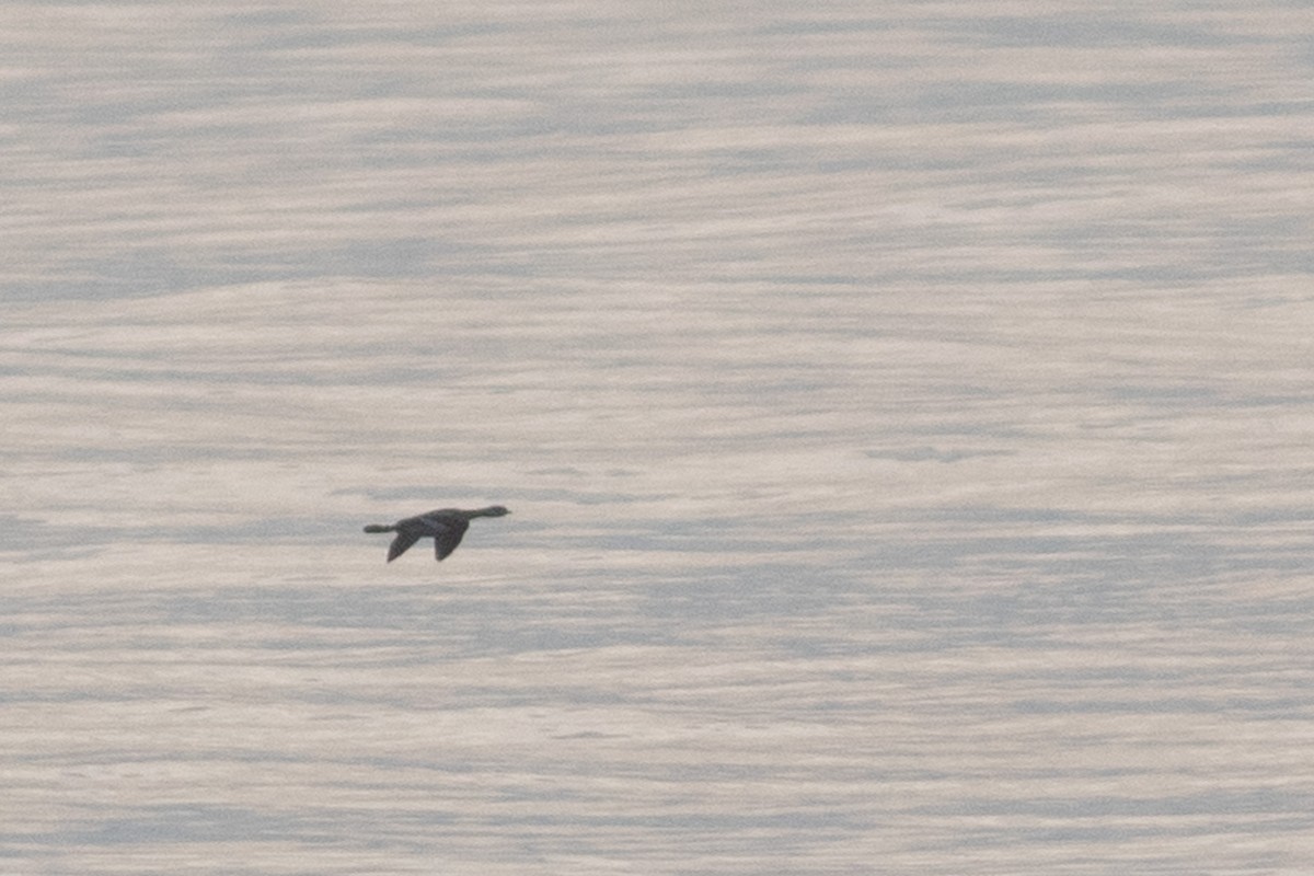 Red-necked Grebe - Zealon Wight-Maier