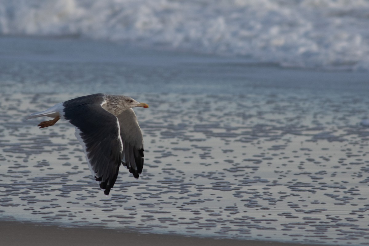 Lesser Black-backed Gull (graellsii) - ML612008603