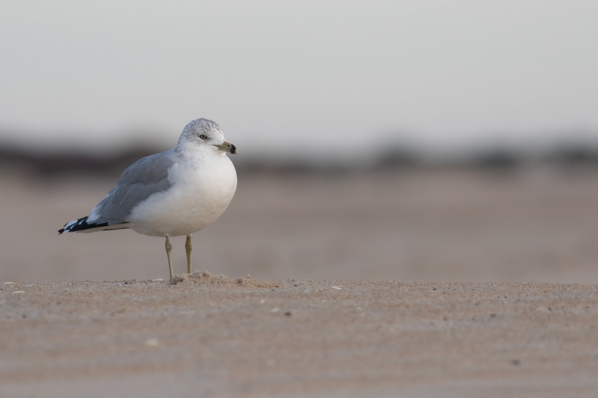 Ring-billed Gull - ML612008605