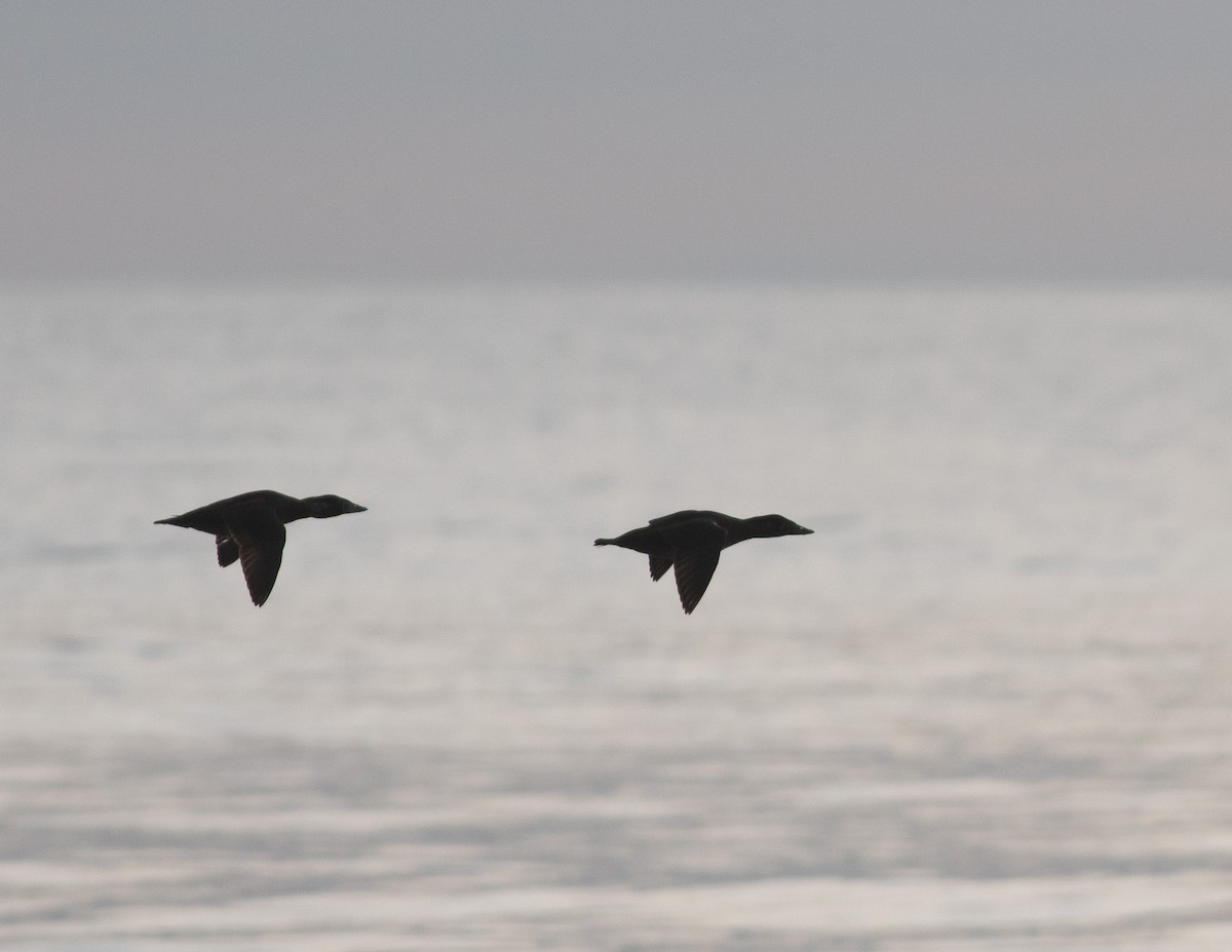 Surf Scoter - ML612008626