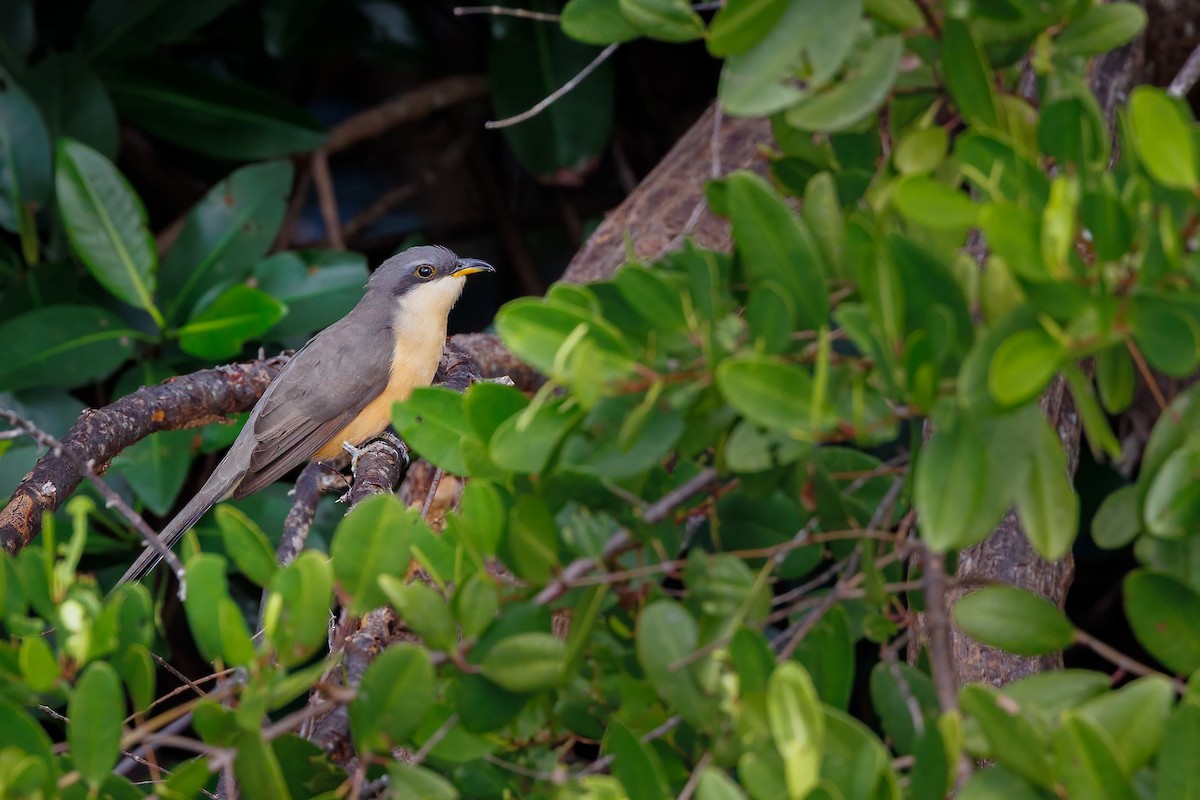 Mangrovekuckuck - ML612008656