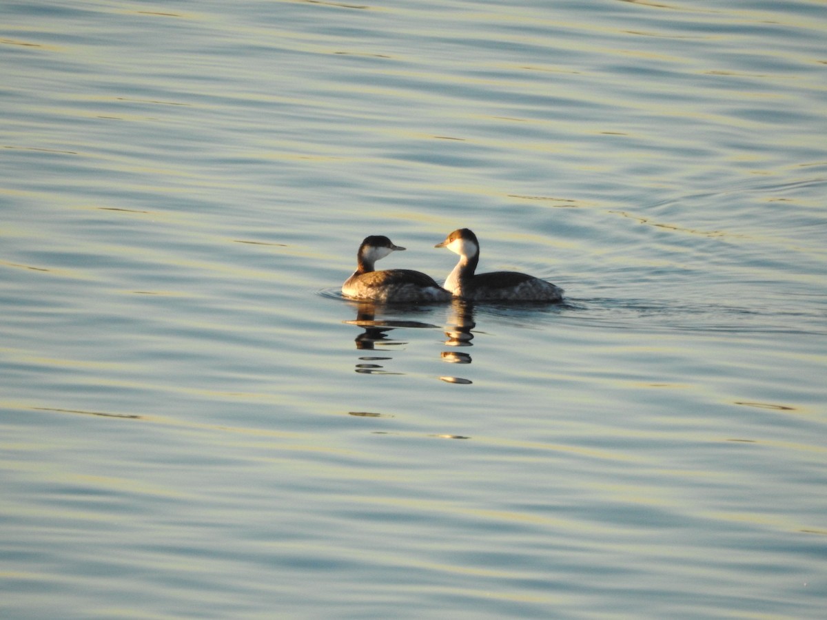 Horned Grebe - ML612008713