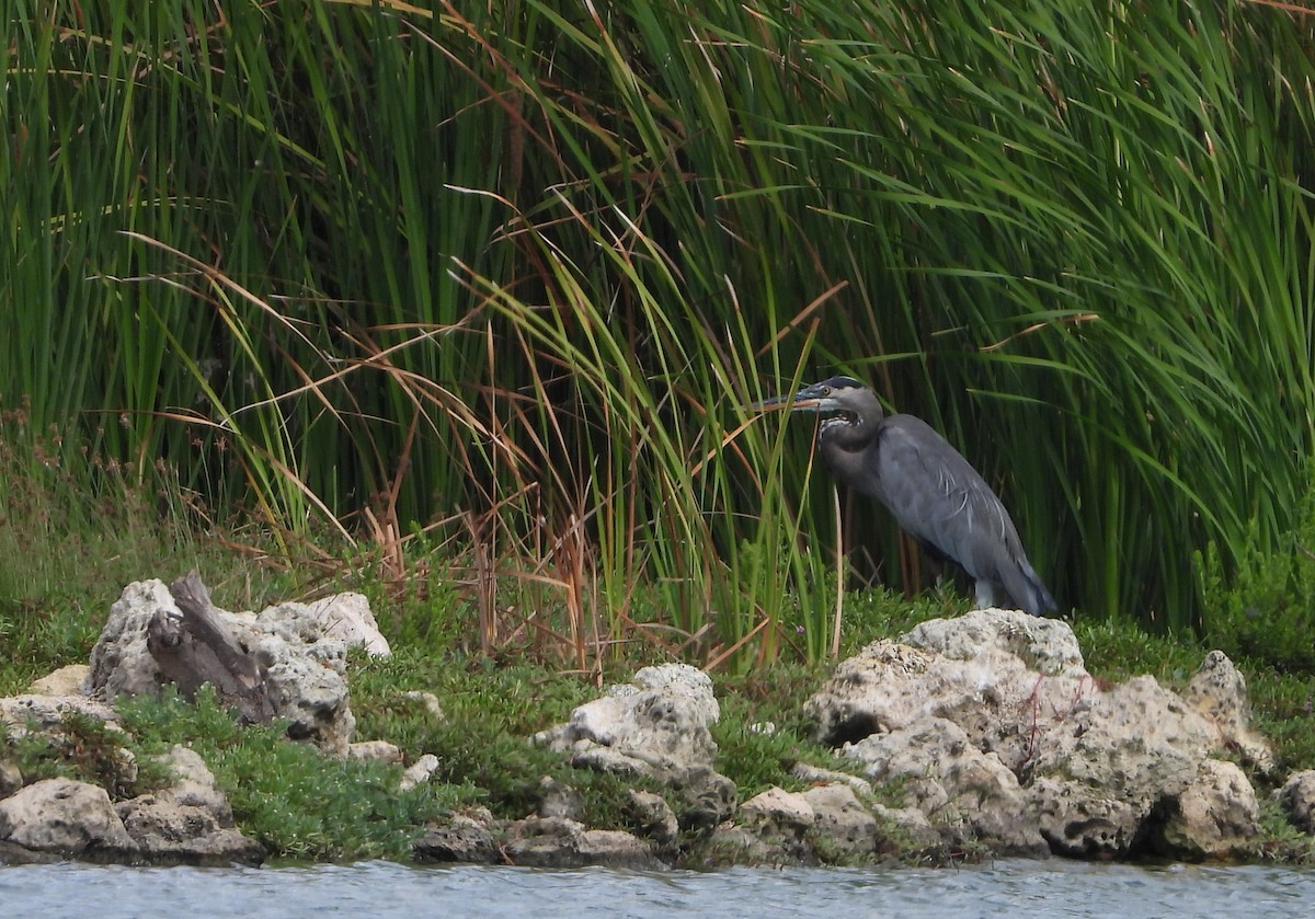 Great Blue Heron - ML612008732