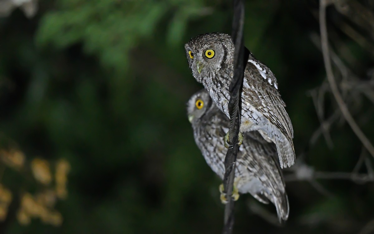 Koepcke's Screech-Owl (Apurimac) - Christoph Moning