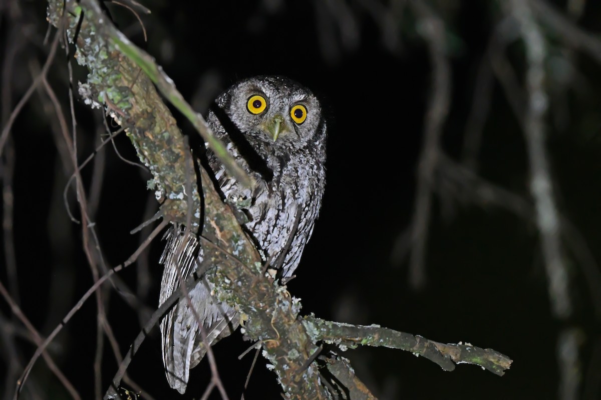 Koepcke's Screech-Owl (Apurimac) - Christoph Moning