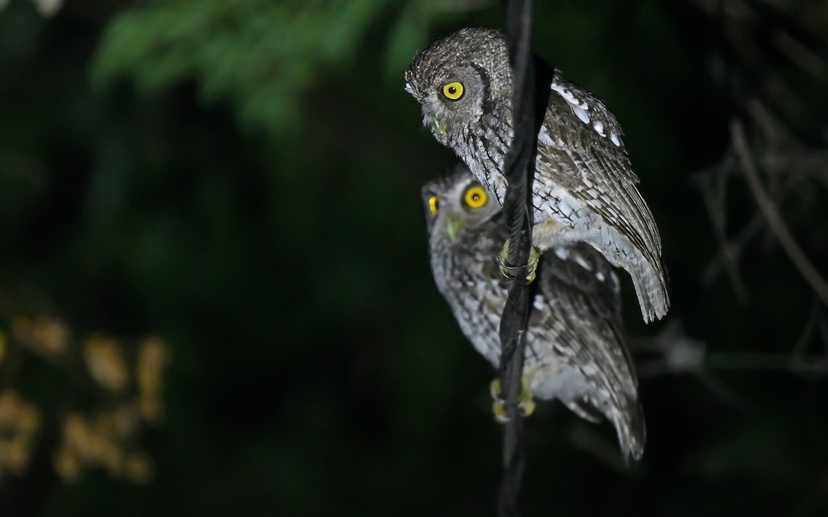 Koepcke's Screech-Owl (Apurimac) - ML612008774