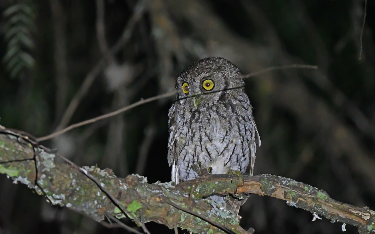 Koepcke's Screech-Owl (Apurimac) - Christoph Moning