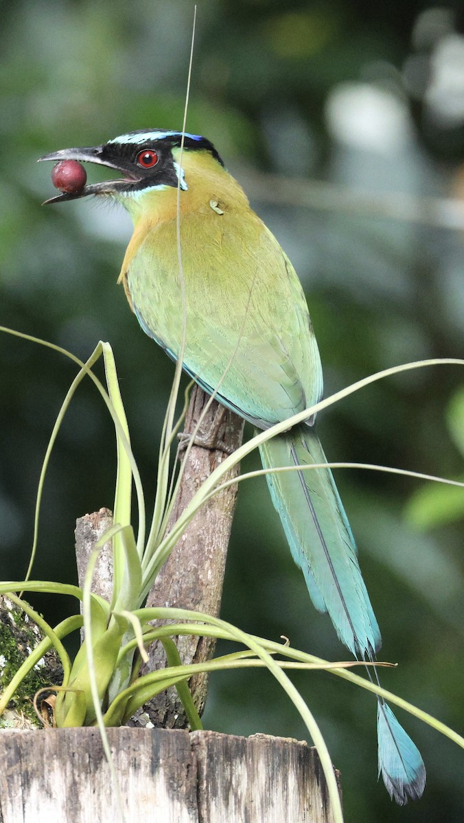 Lesson's Motmot - ML612008875