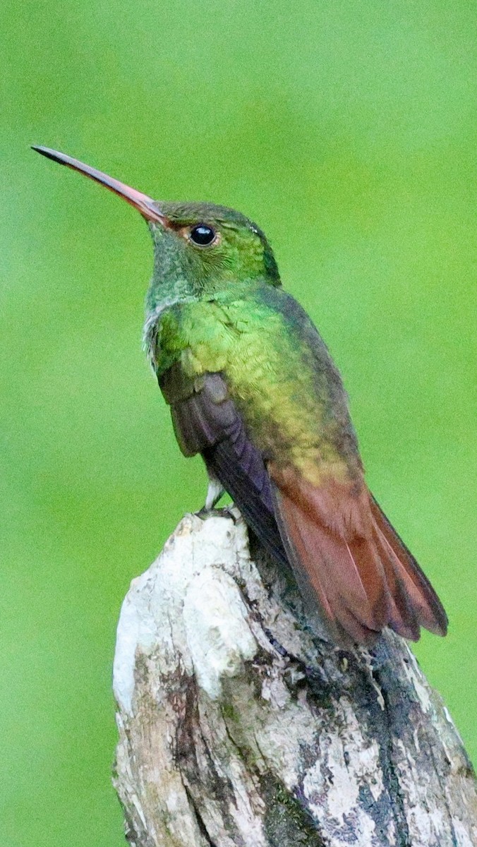 Rufous-tailed Hummingbird - ML612008907