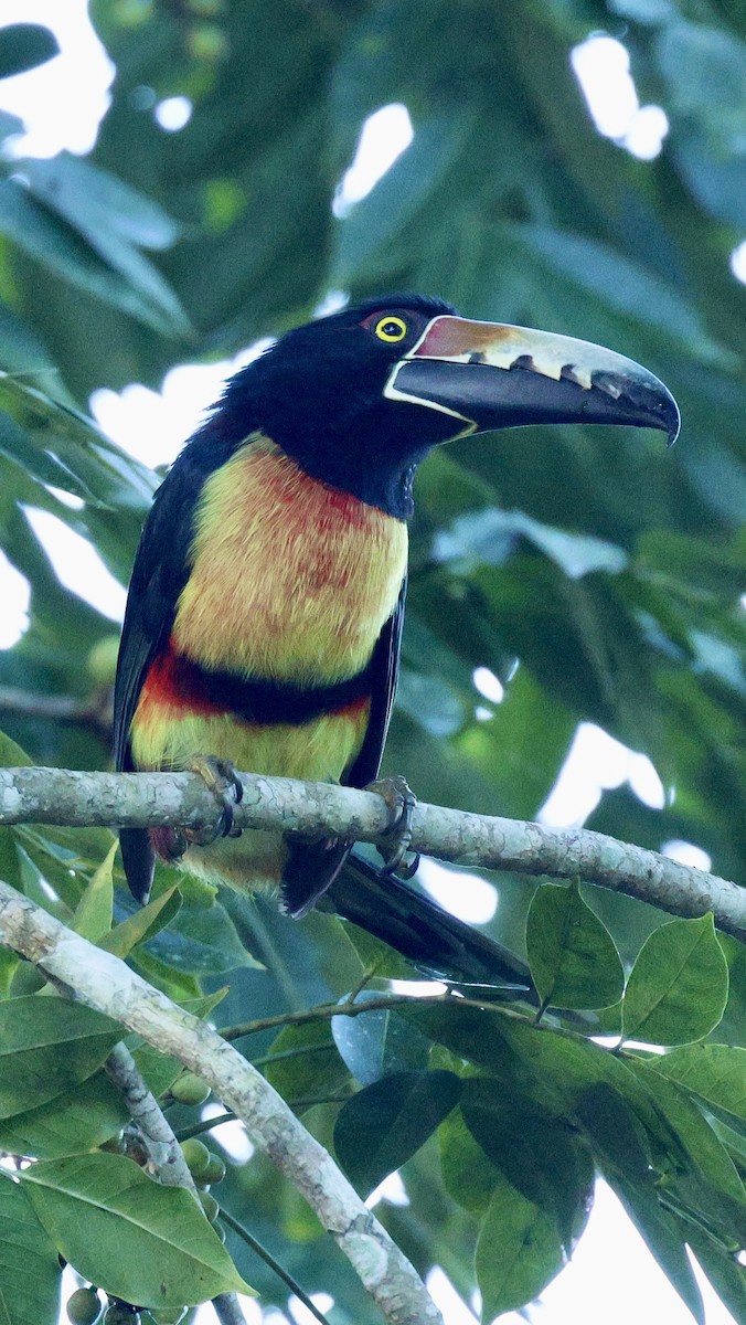 Collared Aracari - ML612008916