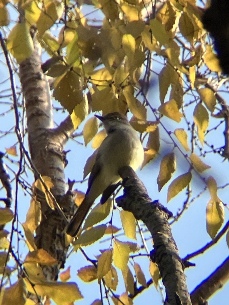 Ash-throated Flycatcher - ML612008929