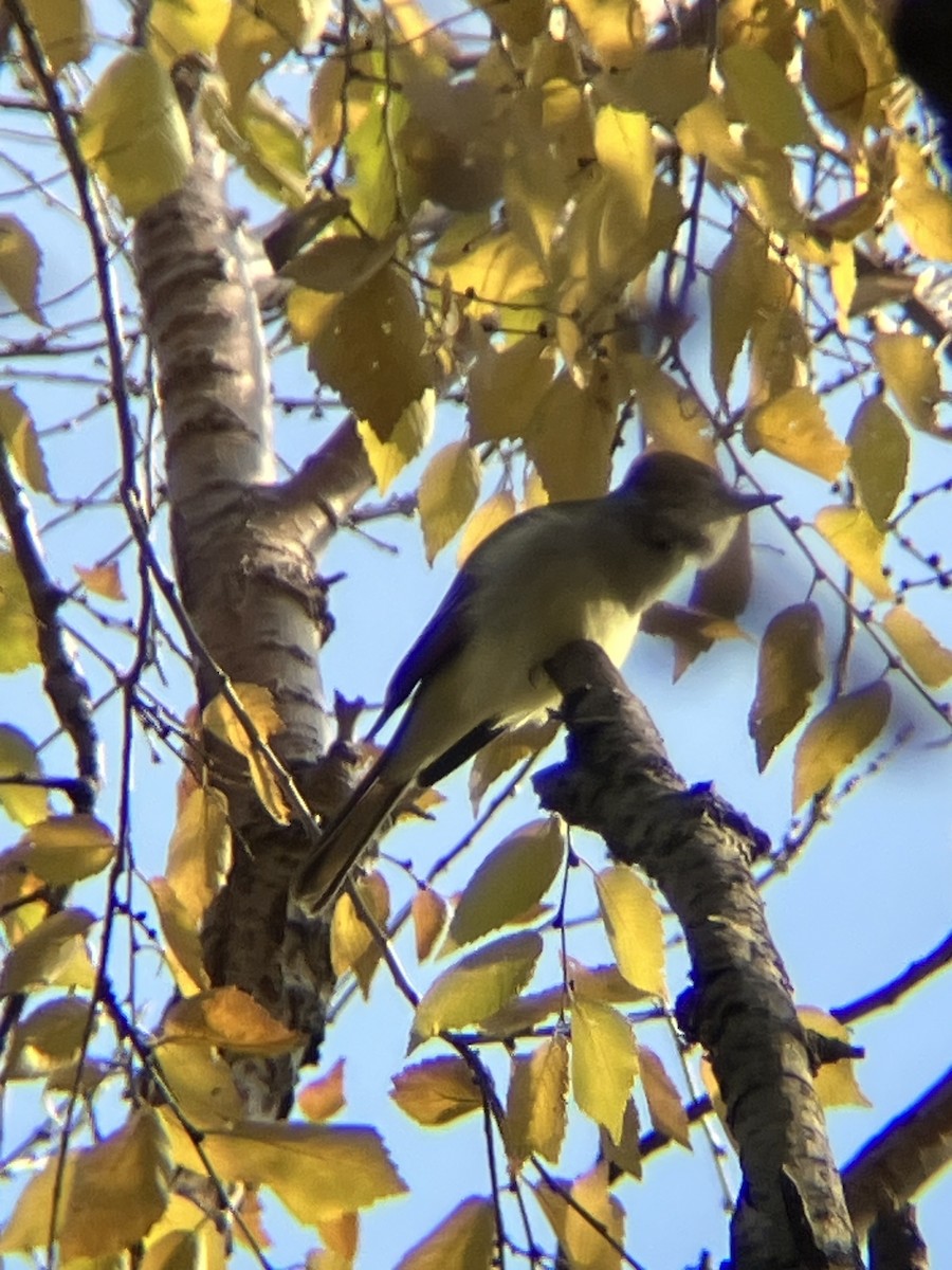 Ash-throated Flycatcher - ML612008930