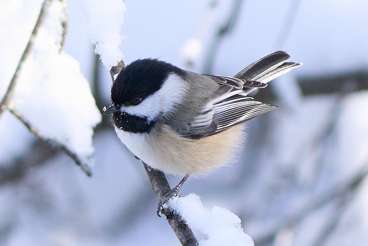 Black-capped Chickadee - David Mou