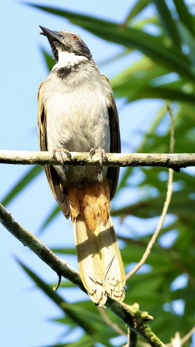 Schwarzscheitelsaltator - ML612008938