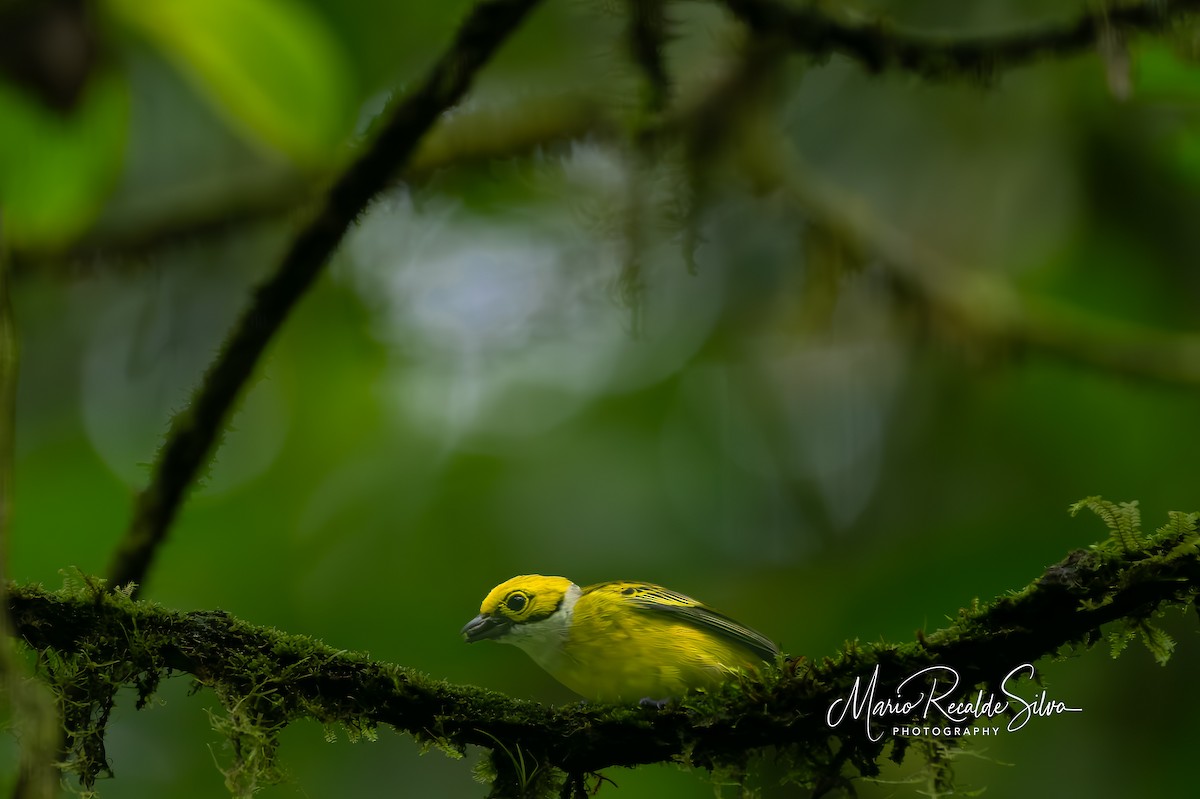 Silver-throated Tanager - ML612008976