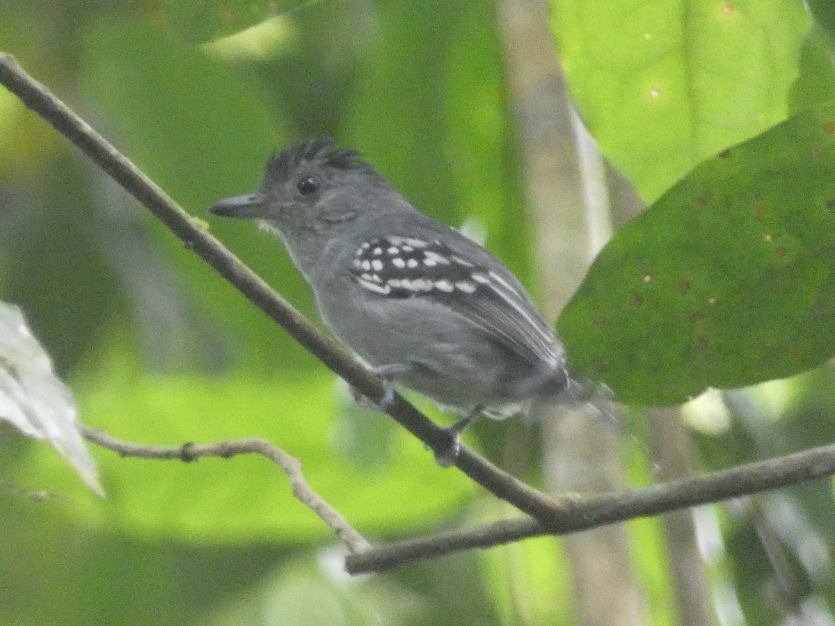 Northern Slaty-Antshrike - ML612008979