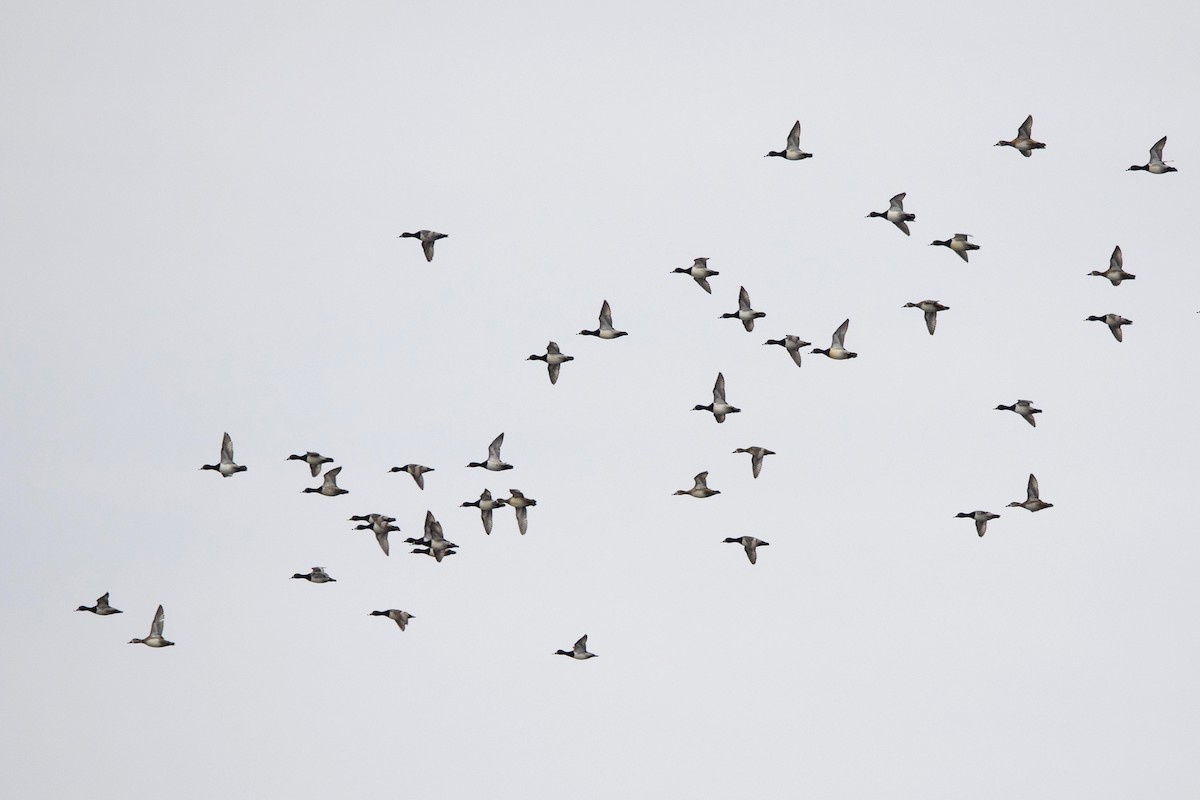 Ring-necked Duck - ML612008987