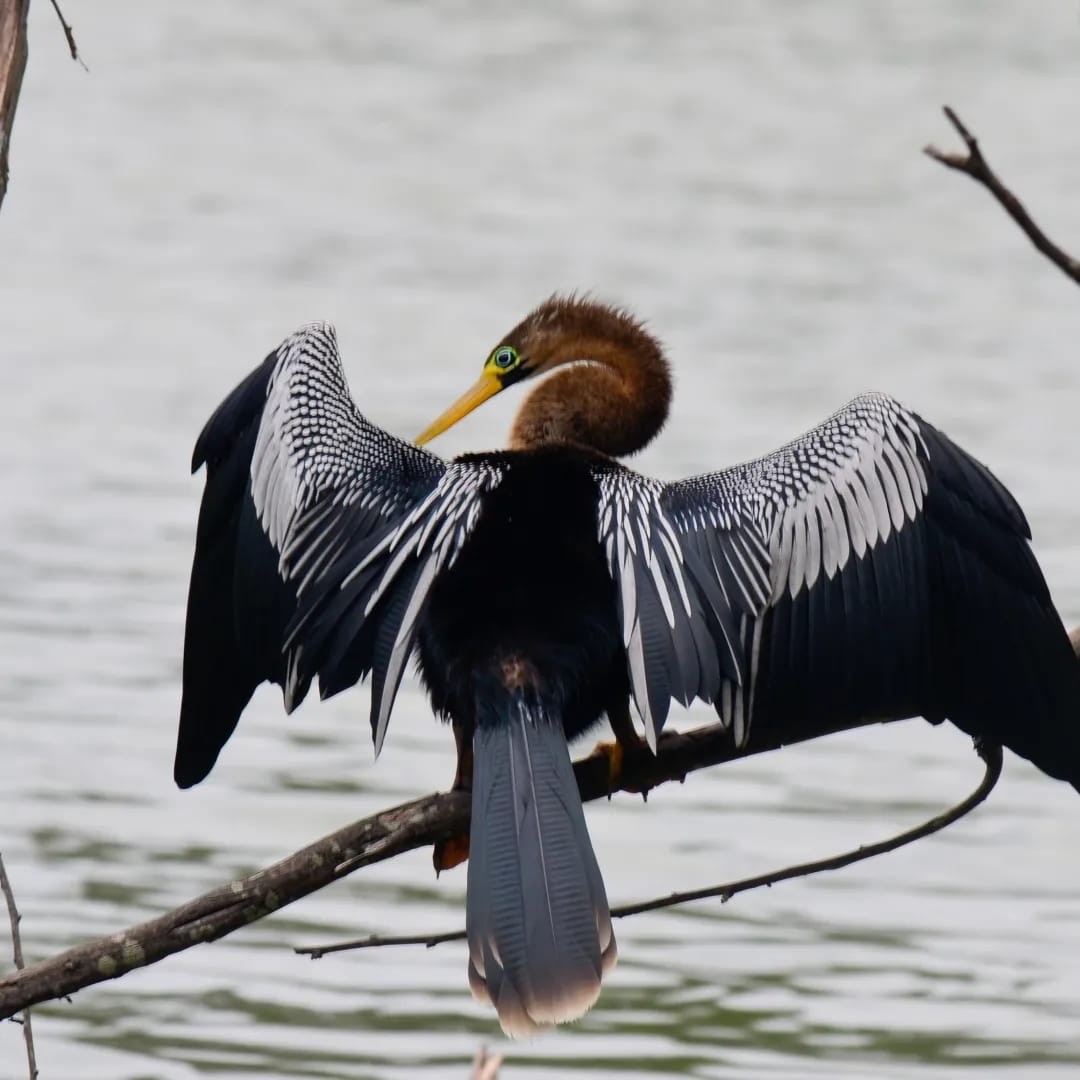 Anhinga - Ricardo Silva