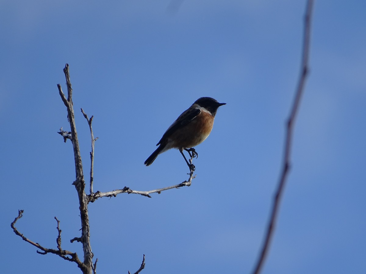 European Stonechat - ML612009009