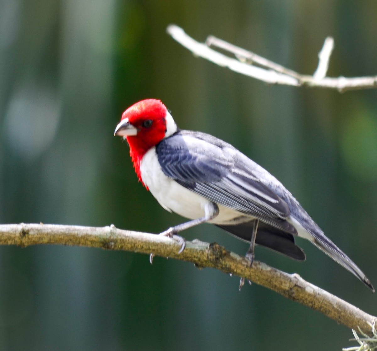 Red-cowled Cardinal - Ricardo Silva