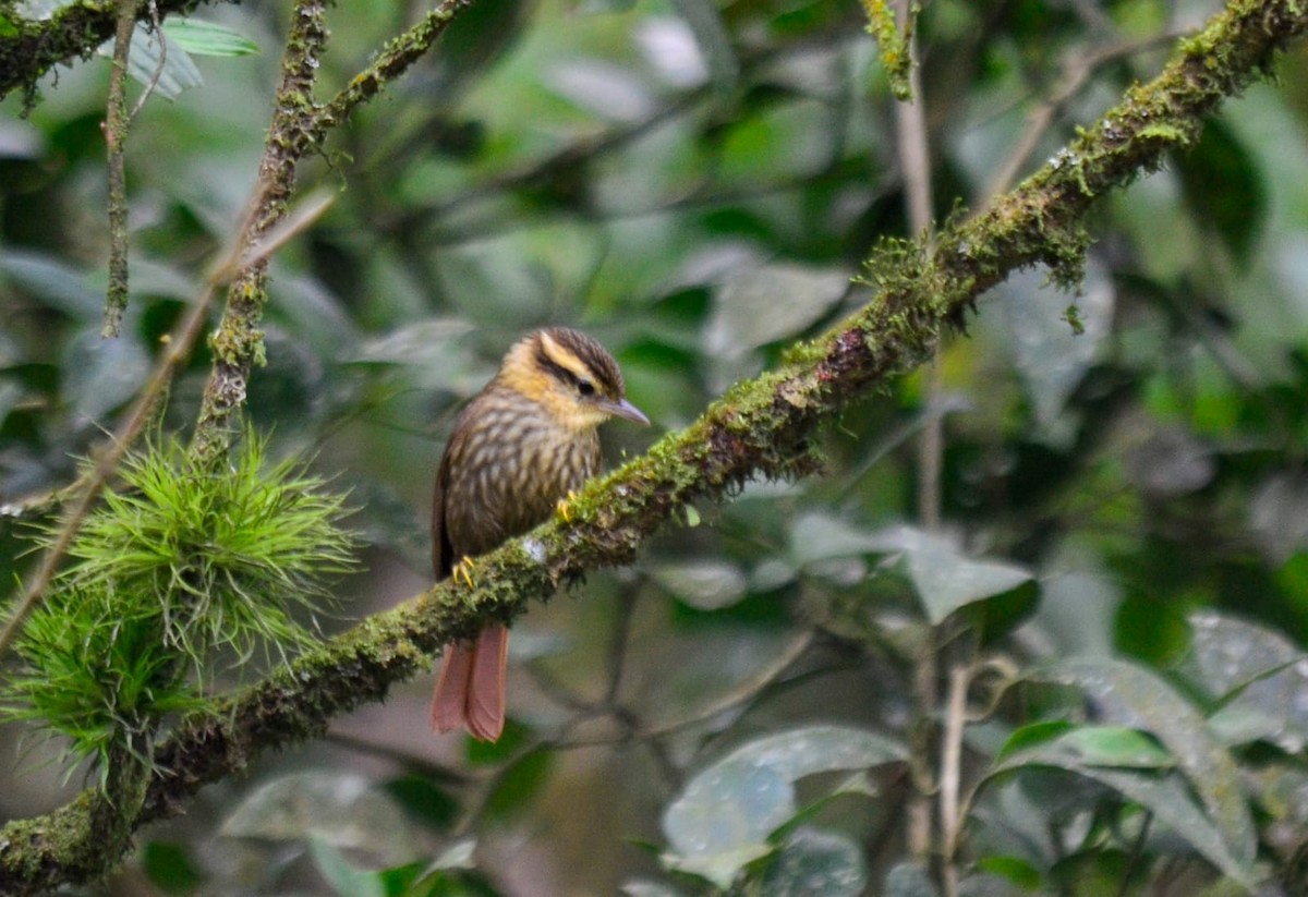 Sharp-billed Treehunter - Ricardo Silva