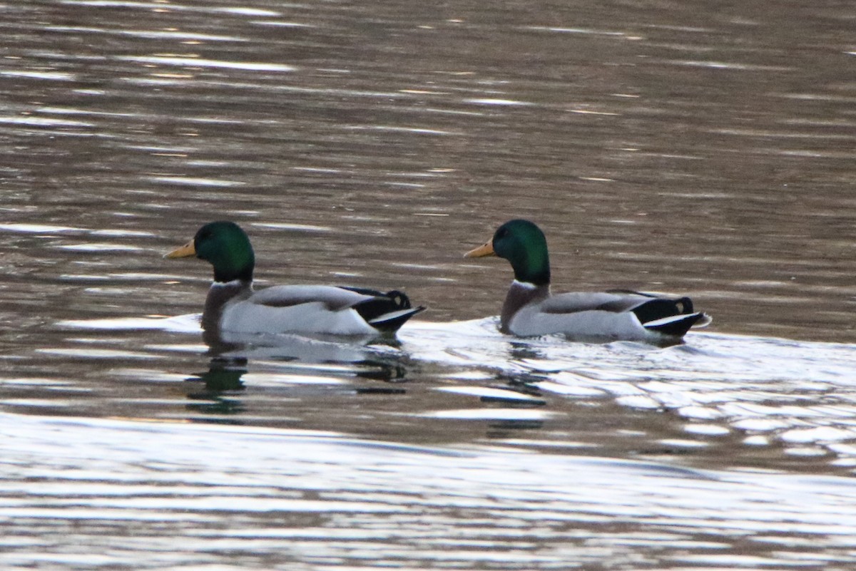 Mallard - ML612009166