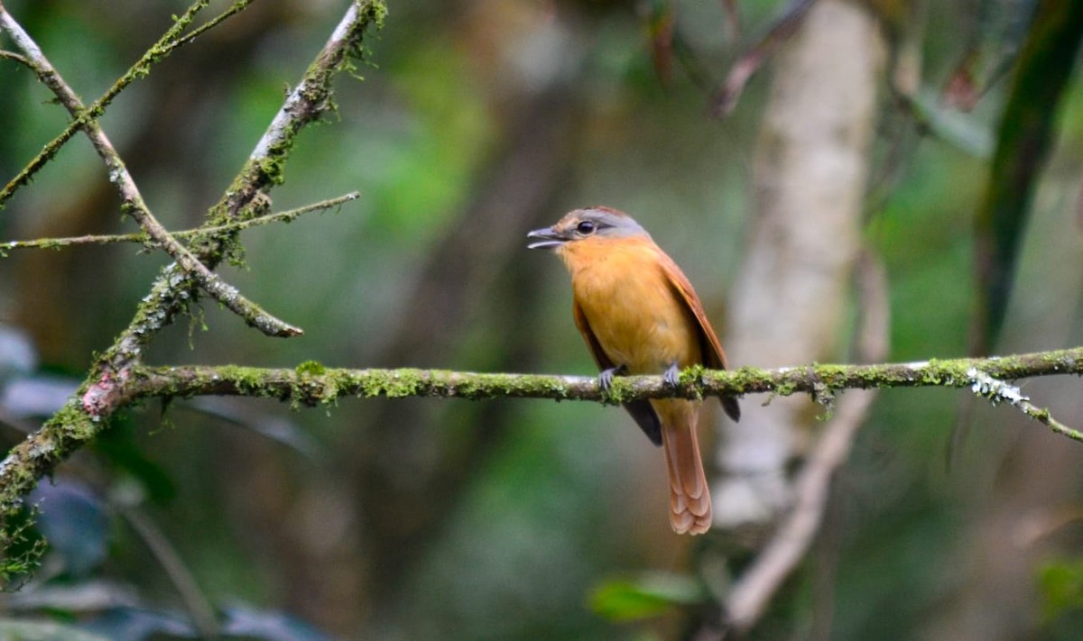 Chestnut-crowned Becard - ML612009213