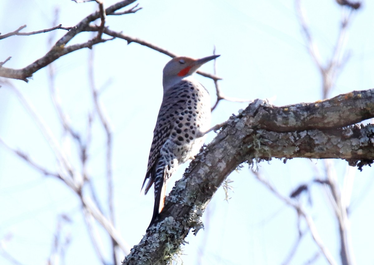 Northern Flicker - ML612009289