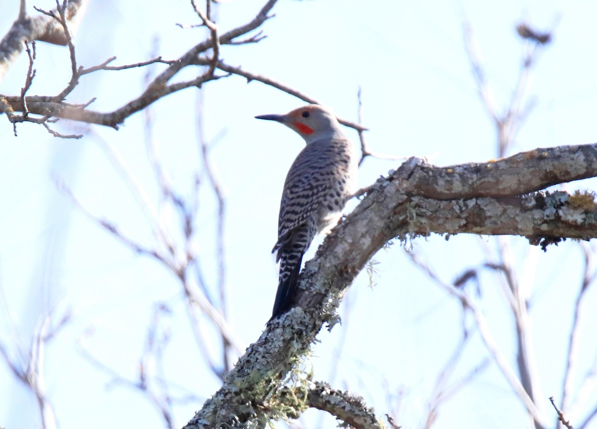 Northern Flicker - ML612009292