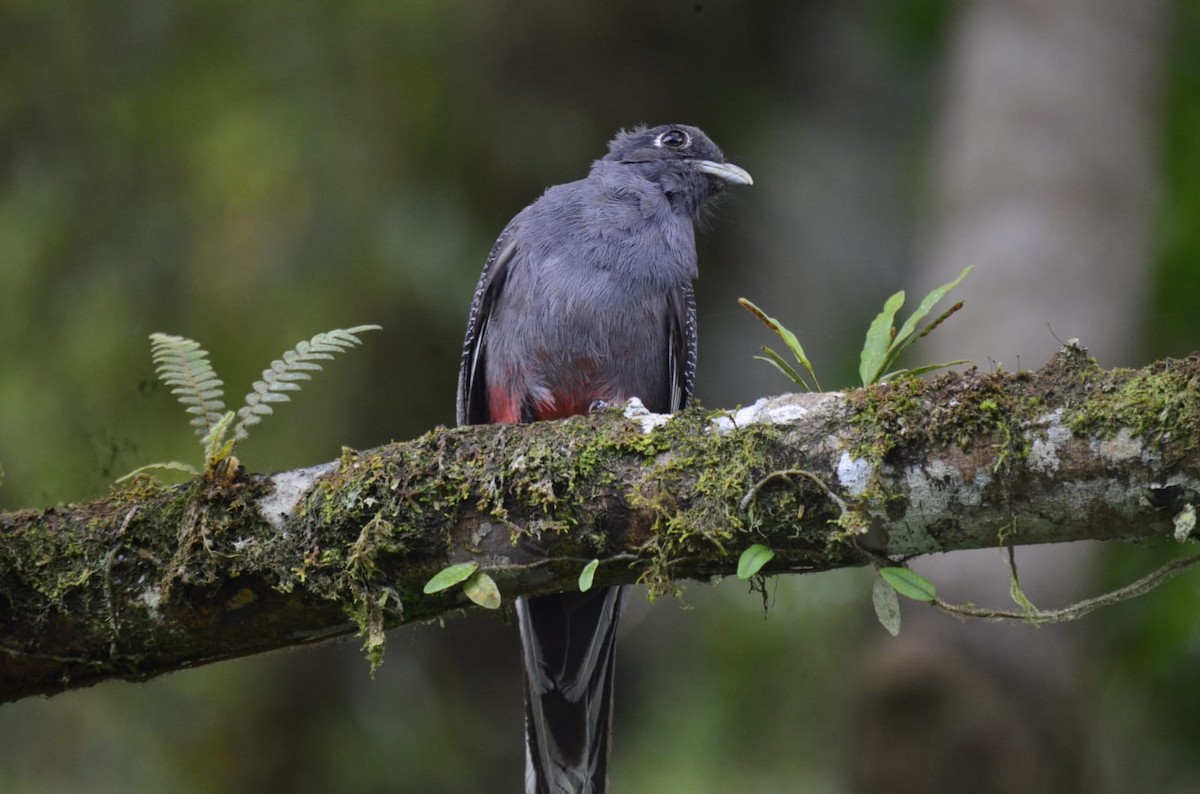 Surucua Trogon - Ricardo Silva