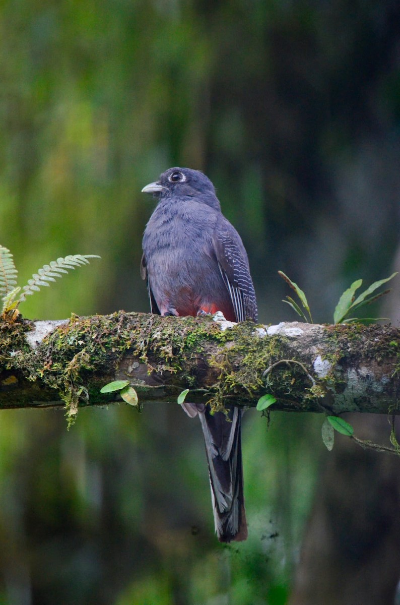 Surucua Trogon - ML612009317